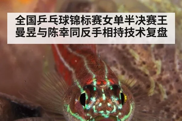 全国乒乓球锦标赛女单半决赛王曼昱与陈幸同反手相持技术复盘